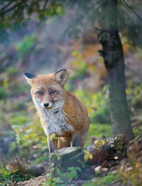 Portrait of an animal in forest