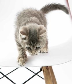 High angle portrait of cat relaxing on floor