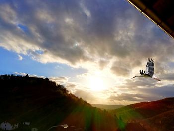 Low angle view of bird flying in sky