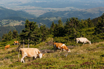 Sheep grazing in a field