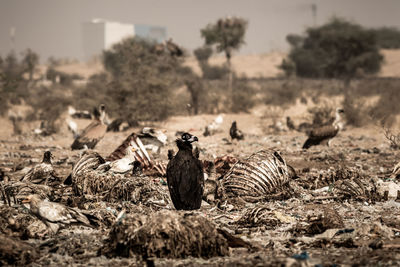 Close-up of birds on field