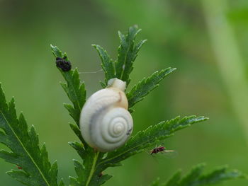 Close-up of snail on plant