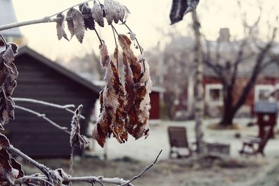 Close-up of frozen tree against sky