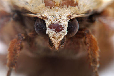 Close-up of spider