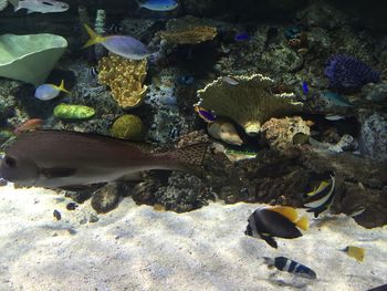 Low section of ducks swimming in aquarium