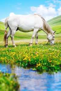 Horse grazing in a field