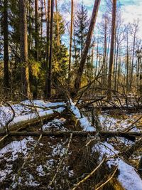 Full frame shot of trees in forest