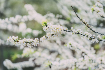 Close-up of cherry blossoms on branch