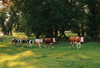 Cows on landscape