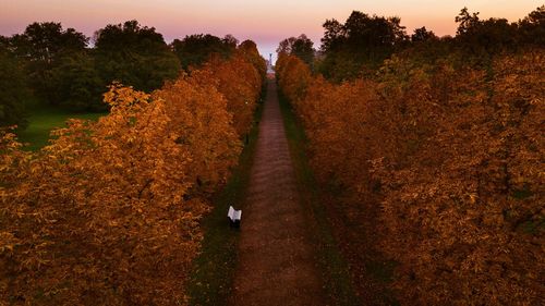 Trail on footpath amidst trees against sky during autumn