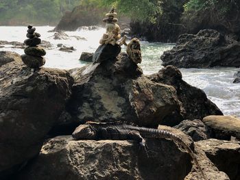 View of lizard on rock at sea shore