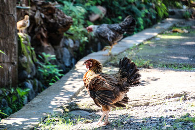 Bird on a footpath