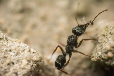 Close-up of insect on rock