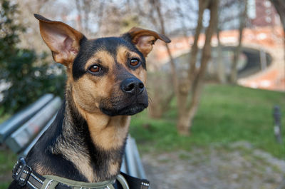 Close-up portrait of dog