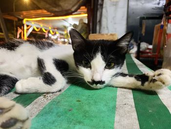 Close-up portrait of a cat resting