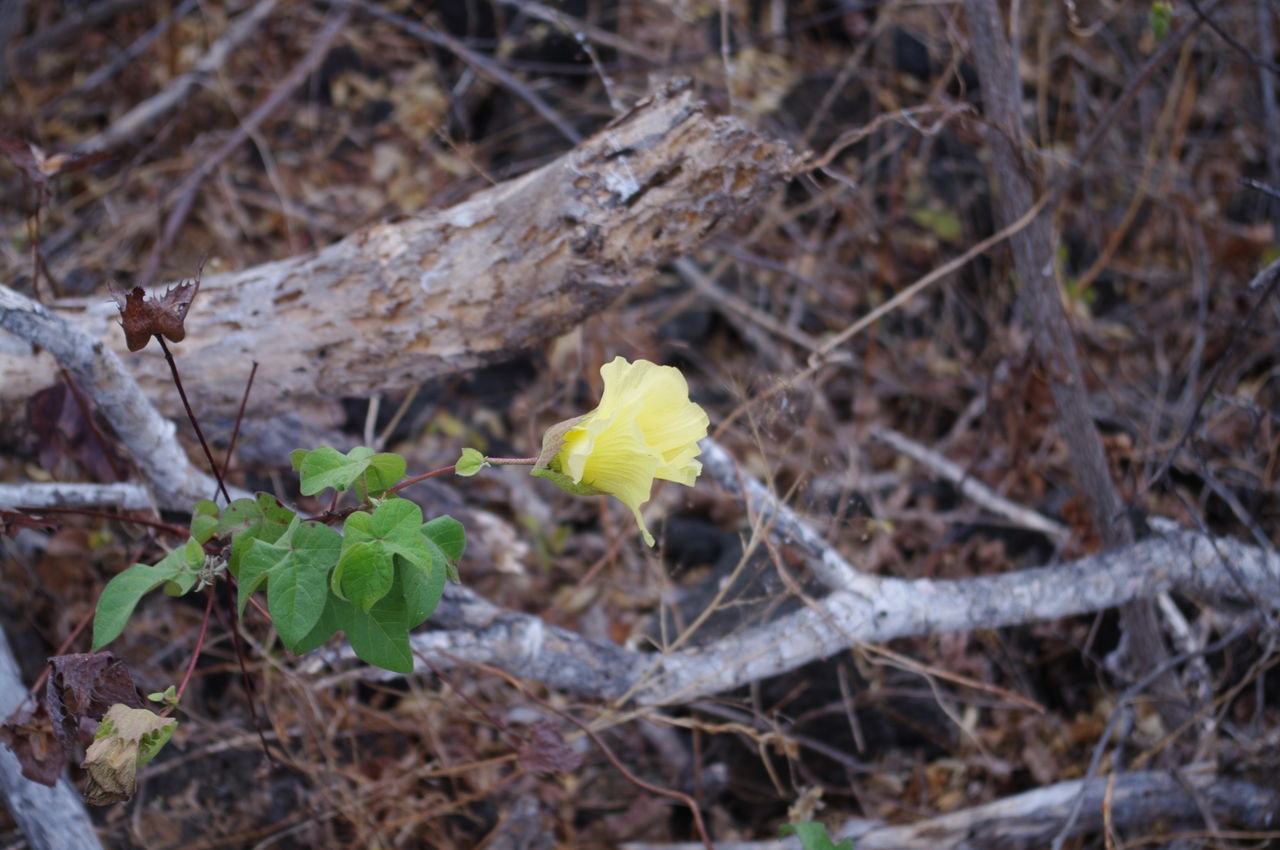 CLOSE-UP OF GREEN PLANT ON FIELD