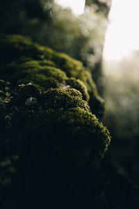 Close-up of moss covered tree