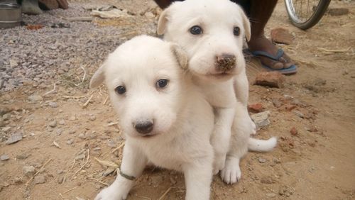 High angle portrait of puppy