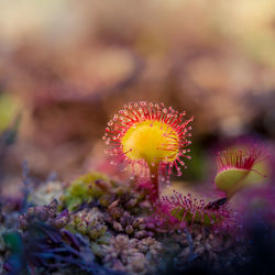 A beautiful sundew growing in the wetlands. sundew plant leaves. carnivorous plant.