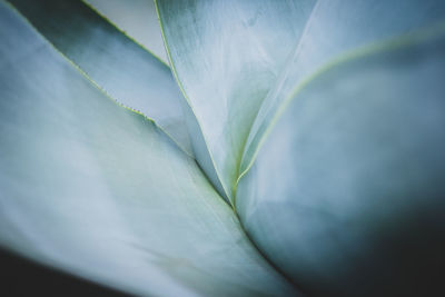 Close-up of plant