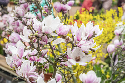 Close-up of pink flowering plants