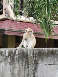 Monkey sitting on retaining wall