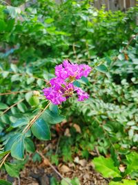 Close-up of pink flowering plant