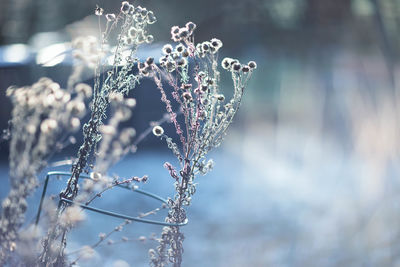 Close-up of frozen plant