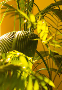 Close-up of yellow leaves on plant