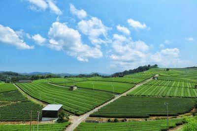 Scenic view of agricultural field against sky