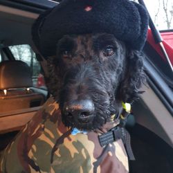 Close-up portrait of dog
