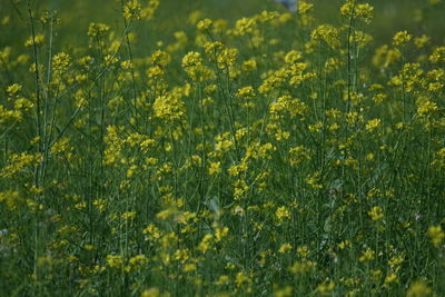 Full frame shot of fresh yellow flowering plants in field