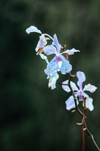 Close-up of purple flowering plant