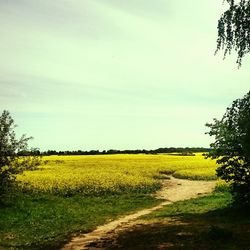 Scenic view of field against sky