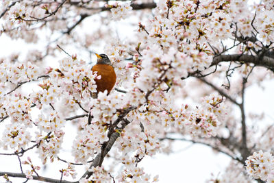 Low angle view of bird perching on tree