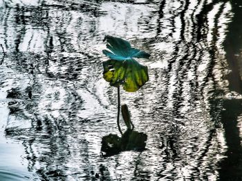 Close-up of leaves floating on water