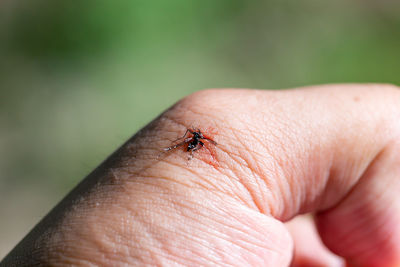 Close-up of insect on hand