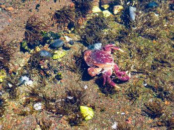 Fish underwater