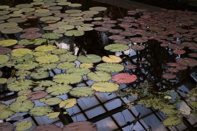 High angle view of water lily amidst leaves in pond