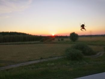 Bird flying over field during sunset