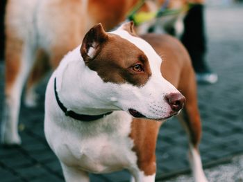 Close-up of dog looking away