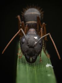 Close-up of insect