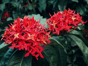 Close-up of red flowers