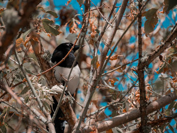 Bird perching on branch