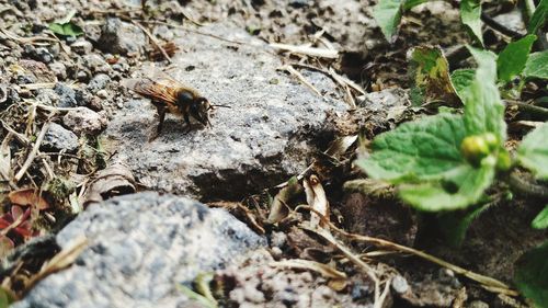 High angle view of bee on ground