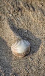 Close-up of seashell on sand at beach