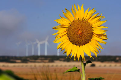 Close-up of sunflower at farm against sky