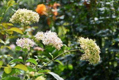 Close-up of flowering plant