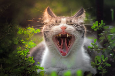 Close-up of a cat yawning