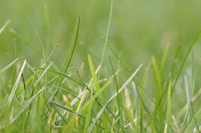 Close-up of grass growing on field